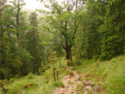 2013-06-22_Hirschhoerndl_Jochberg (237).JPG